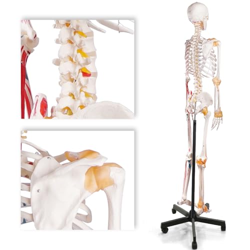 Life Size Human Skeleton Model with Nervous System 70.8 in with Rolling Stand U252117