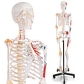 Life Size Human Skeleton Model with Nervous System 70.8 in with Rolling Stand U252117