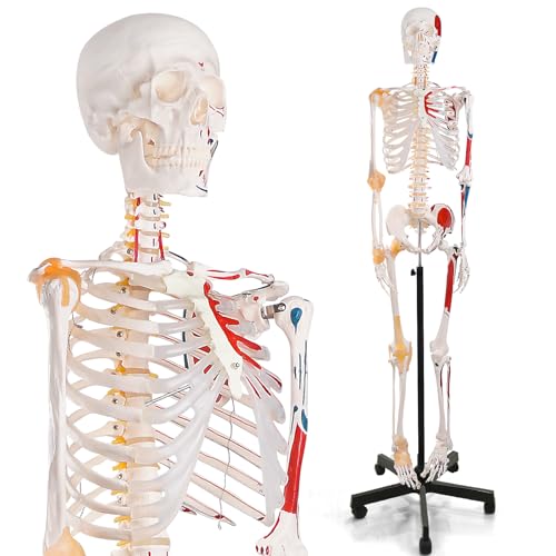 Life Size Human Skeleton Model with Nervous System 70.8 in with Rolling Stand U252117