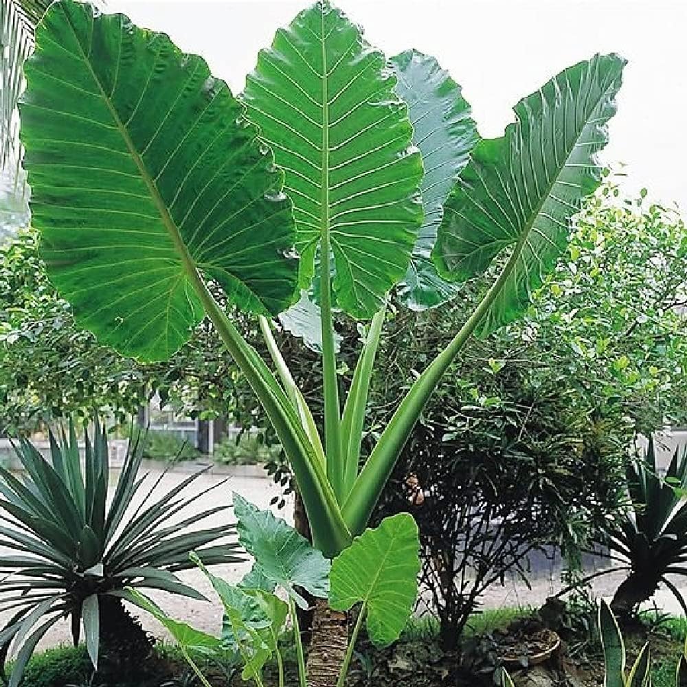 1 Large Bulb Giant Elephant Ears O577712