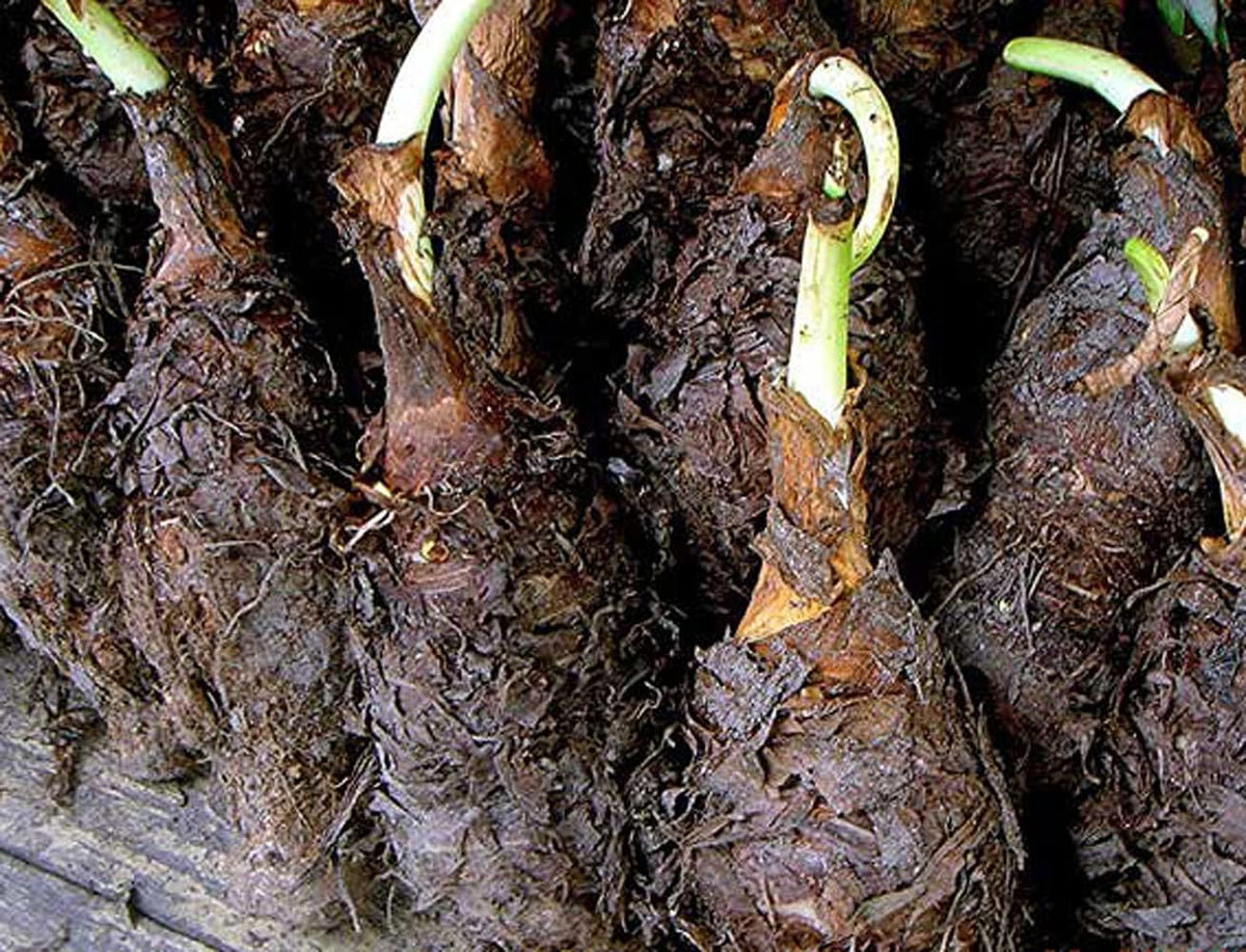 1 Large Bulb Giant Elephant Ears O577712