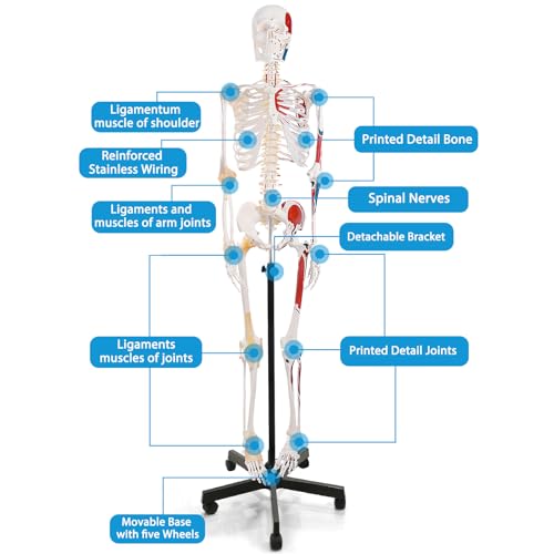 Life Size Human Skeleton Model with Nervous System 70.8 in with Rolling Stand U252117
