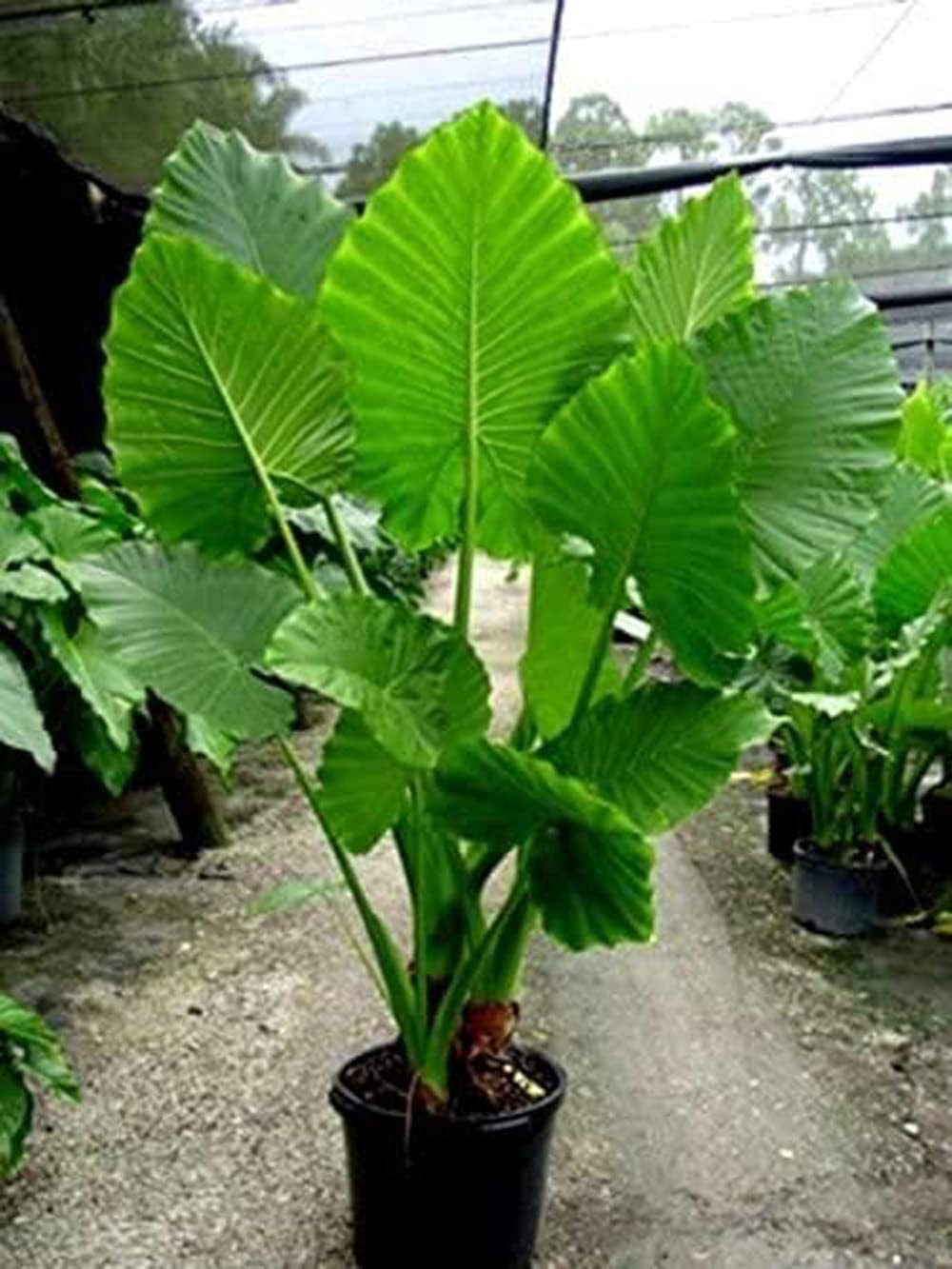 1 Large Bulb Giant Elephant Ears O577712