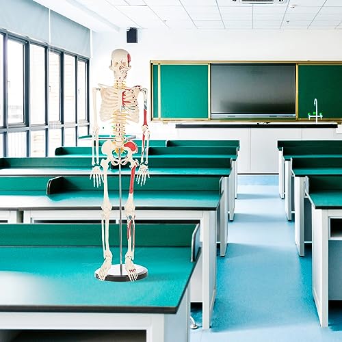 Life Size Human Skeleton Model with Nervous System 70.8 in with Rolling Stand U252117