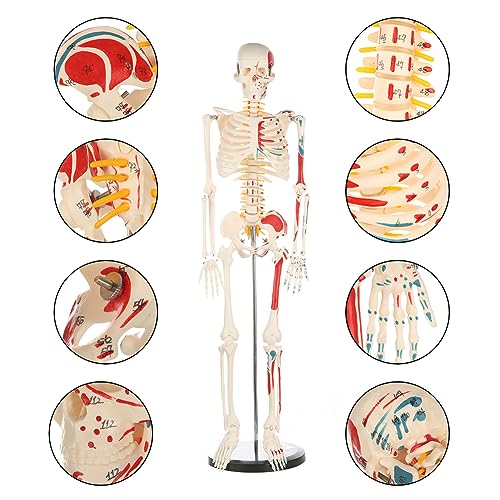 Life Size Human Skeleton Model with Nervous System 70.8 in with Rolling Stand U252117