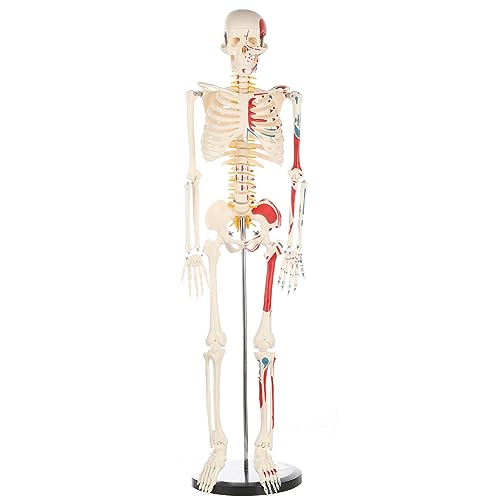 Life Size Human Skeleton Model with Nervous System 70.8 in with Rolling Stand U252117