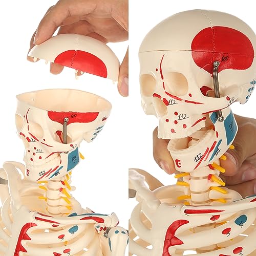 Life Size Human Skeleton Model with Nervous System 70.8 in with Rolling Stand U252117