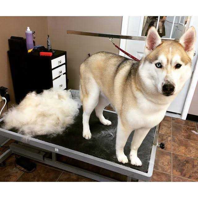 Pet Grooming Tool J109