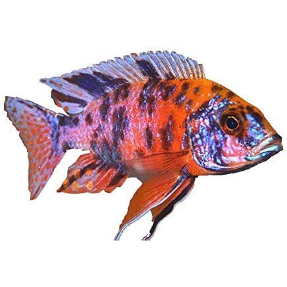 Fish Food for African Cichlids Tetras Tropical Fish L8183