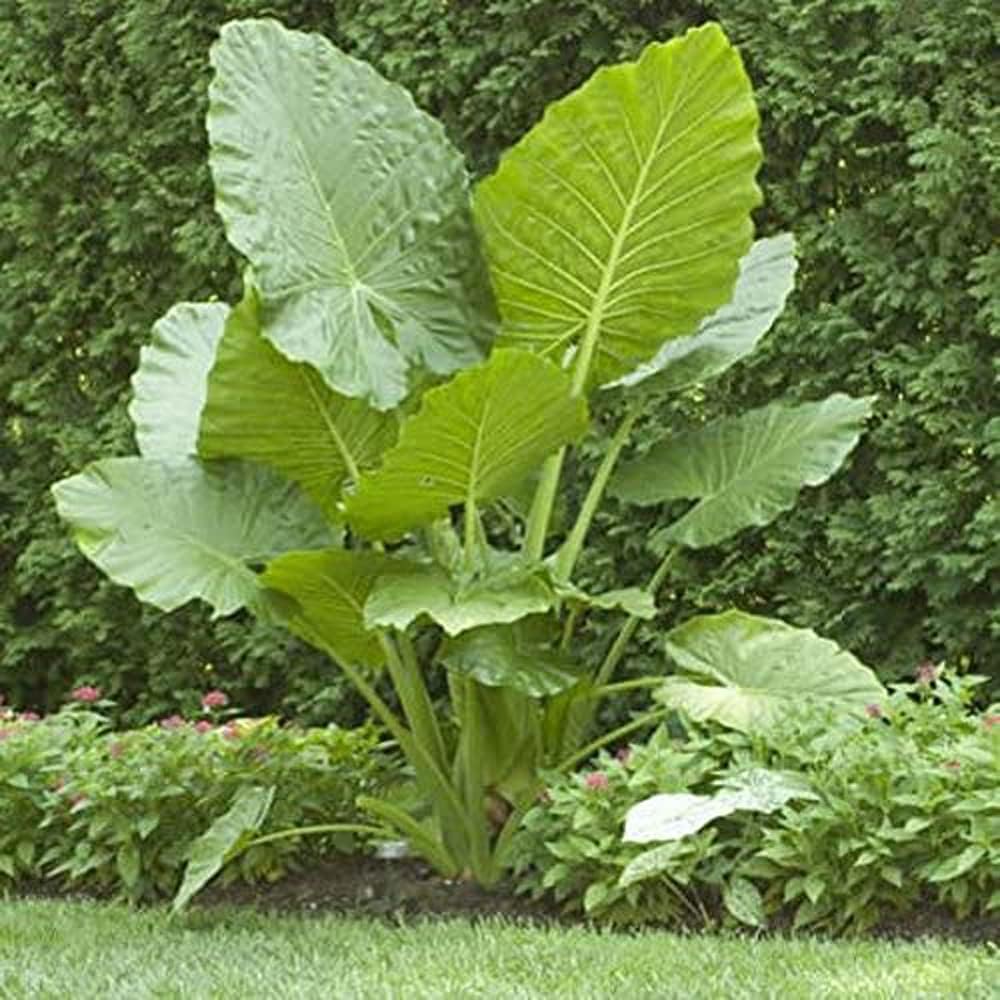 1 Large Bulb Giant Elephant Ears O577712