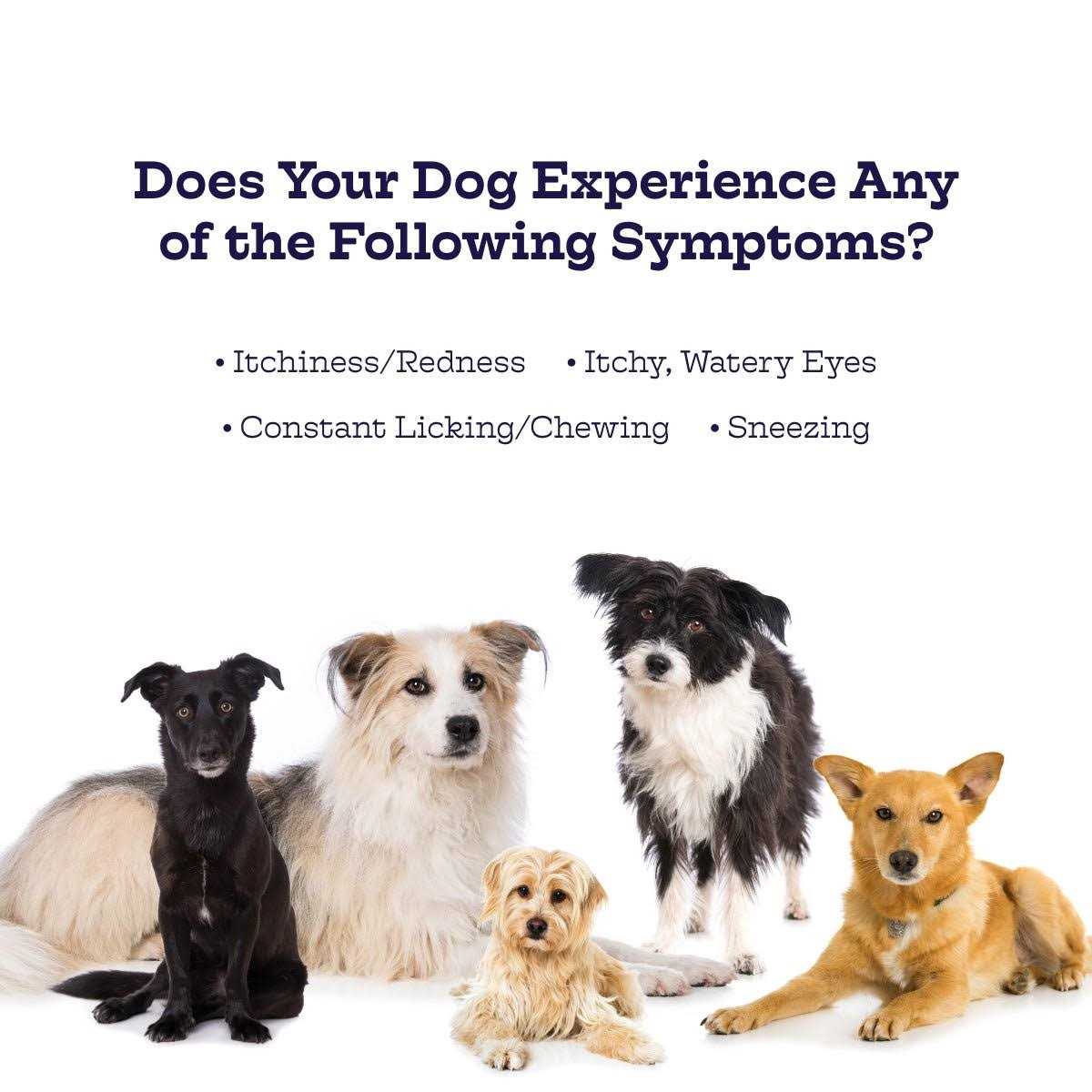 Chicken Flavor Immunity Bites Chews for Dogs X910745