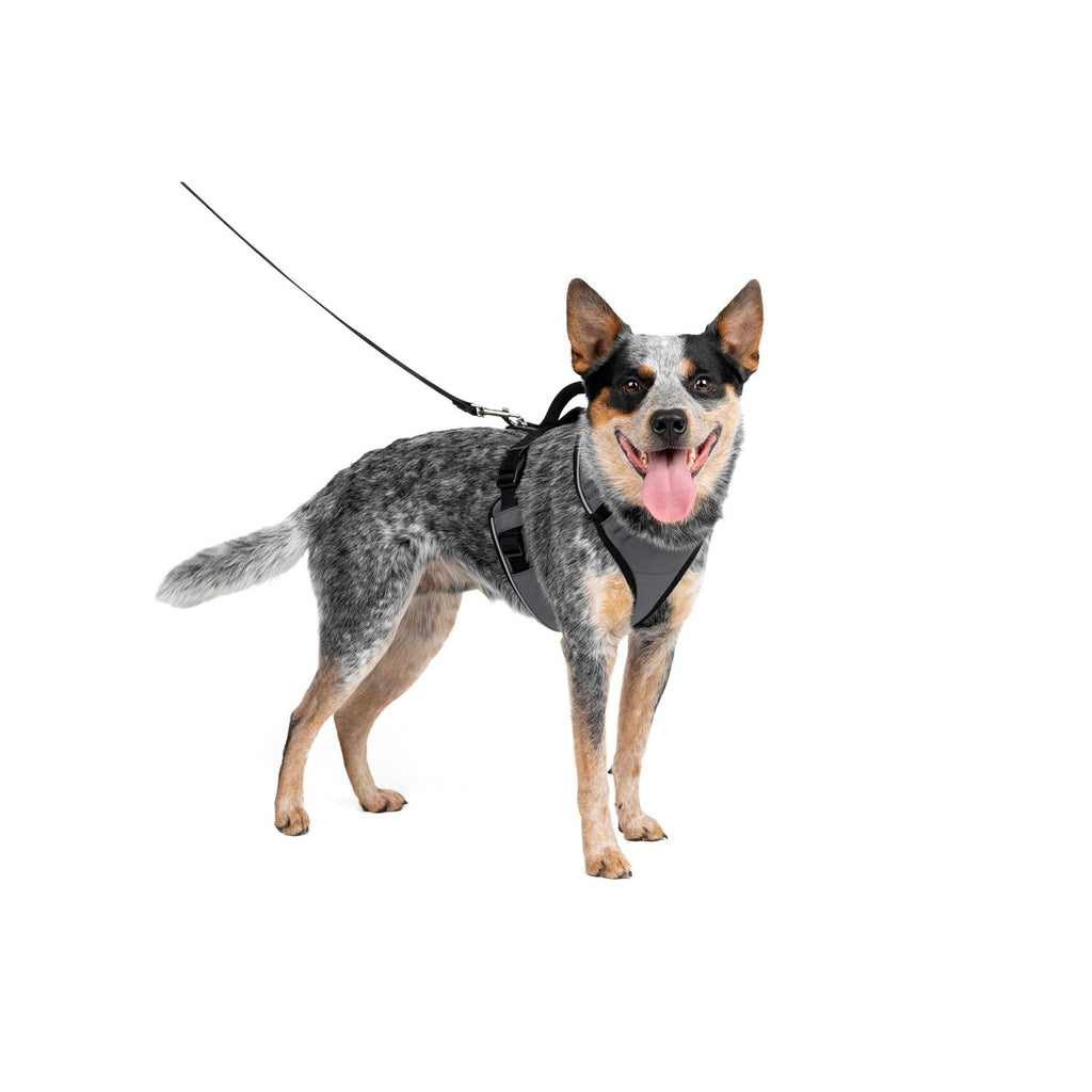Dog Harness B26291