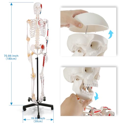 Life Size Human Skeleton Model with Nervous System 70.8 in with Rolling Stand U252117