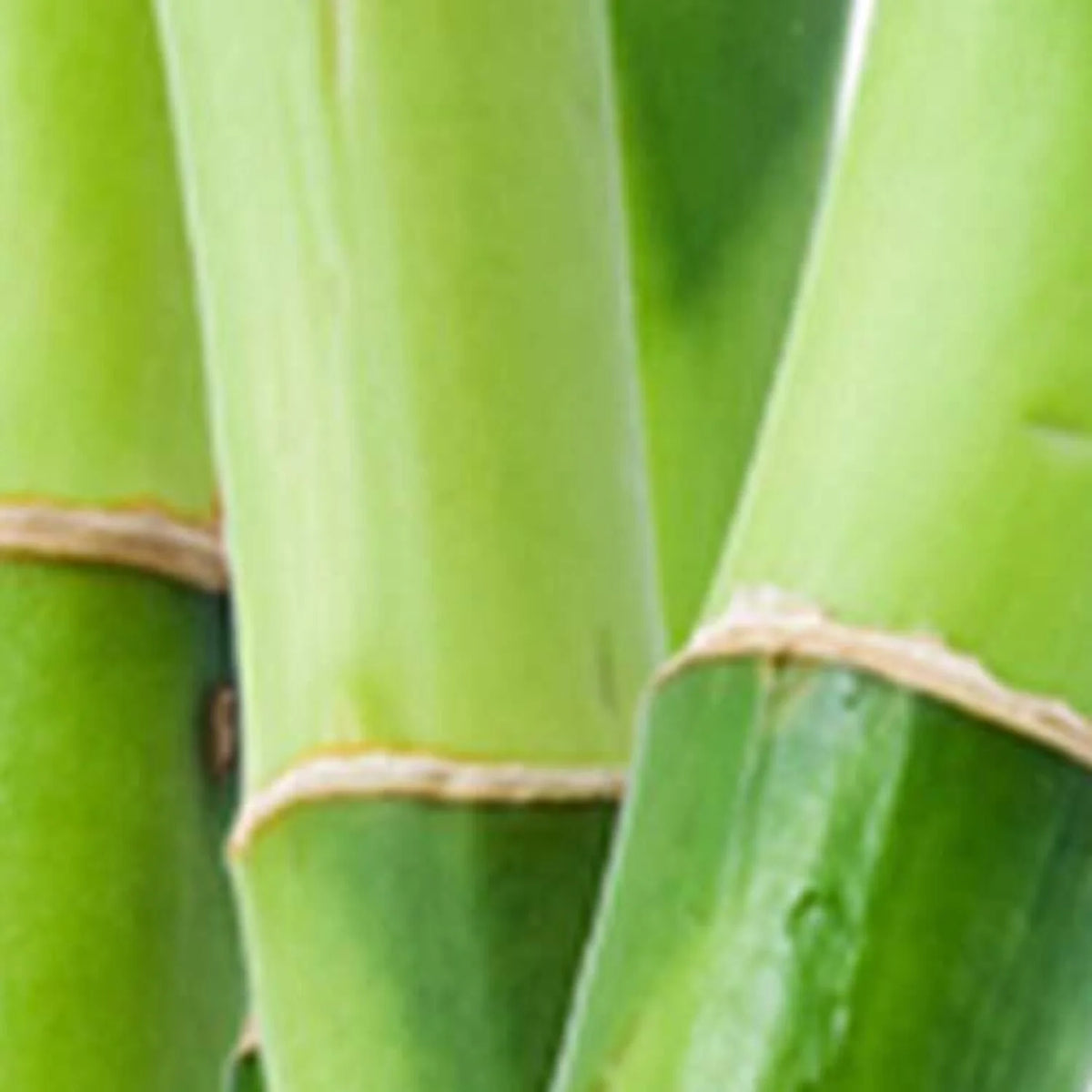 Cologne Spray with Bamboo Stem Fragrance Notes 3.4 Ounce D834