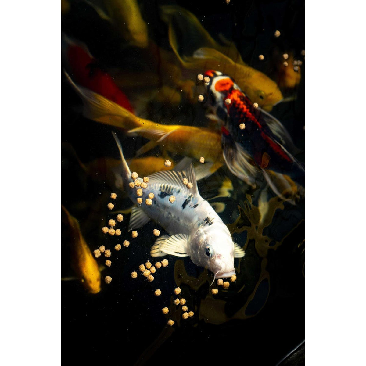 Fish Food Pellets R176