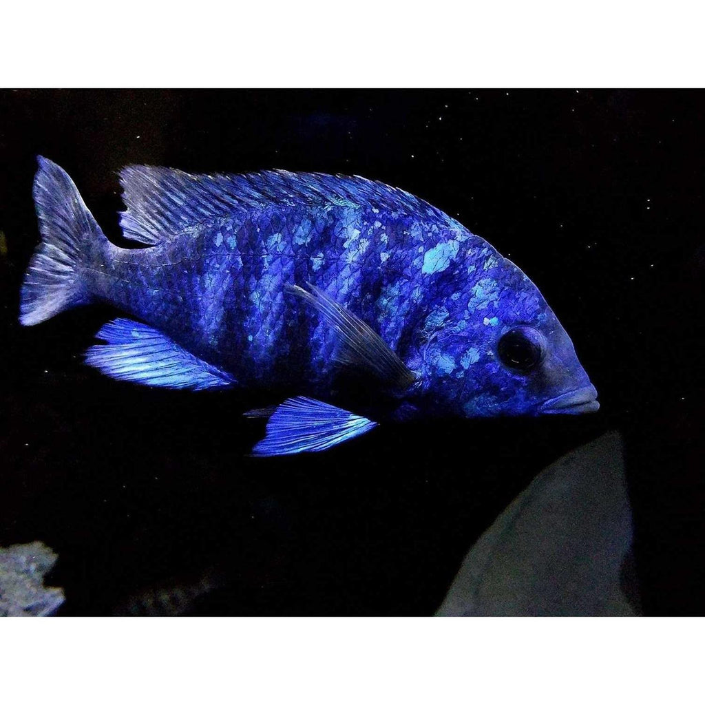 Fish Food for African Cichlids Tetras Tropical Fish L8183