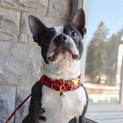 Pet Bells S496035