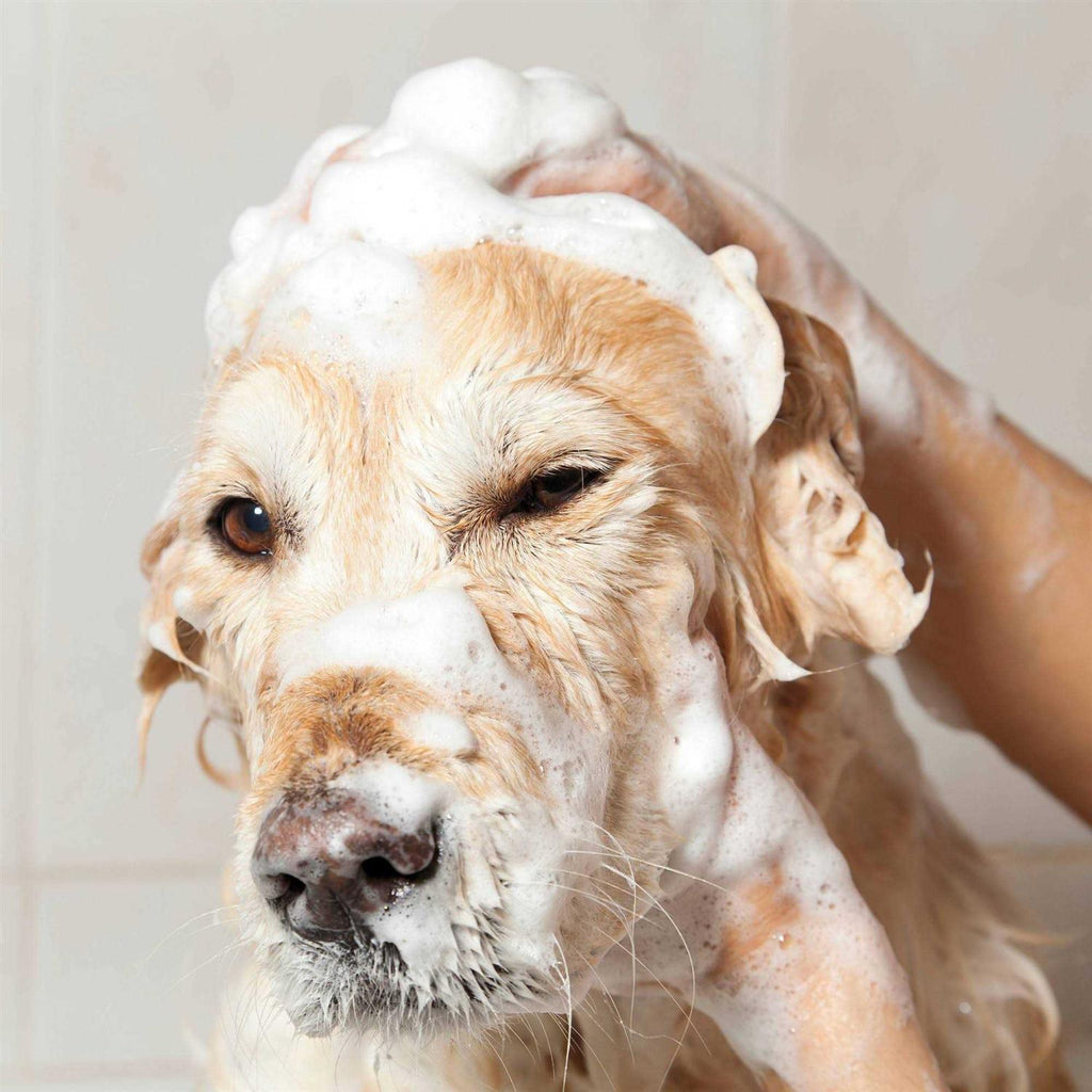 Oatmeal Coconut Lime Verbena Shampoo Concentrate H761